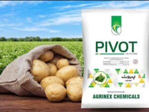 PIVOT